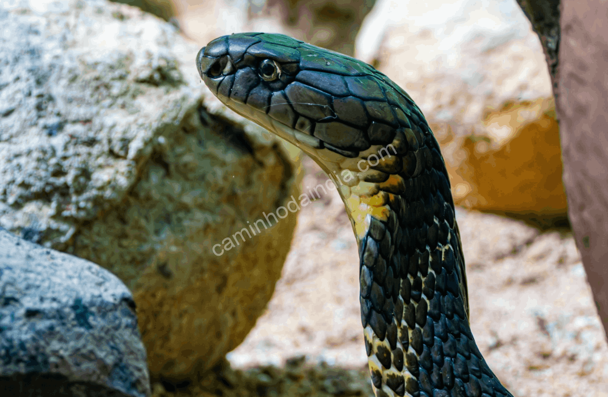 Cobra-real, a serpente venenosa mais longa do mundo, caçando outras serpentes na natureza