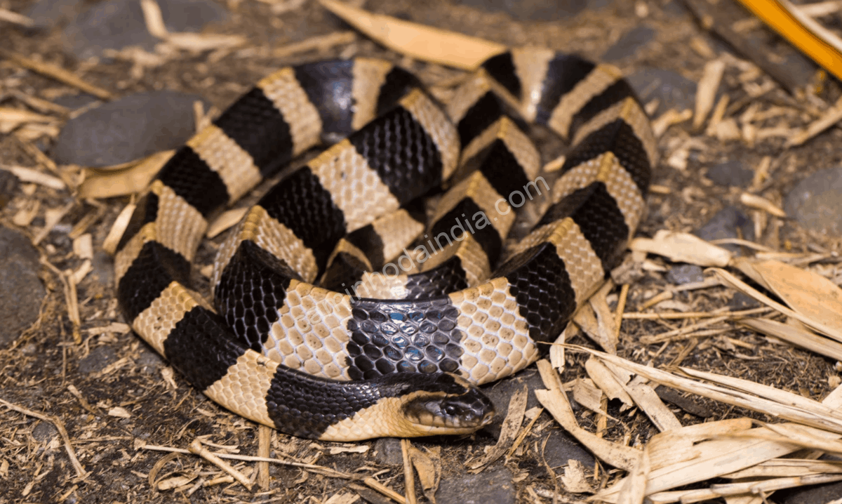 Krait comum, uma das Big Four da Índia, serpente noturna altamente venenosa