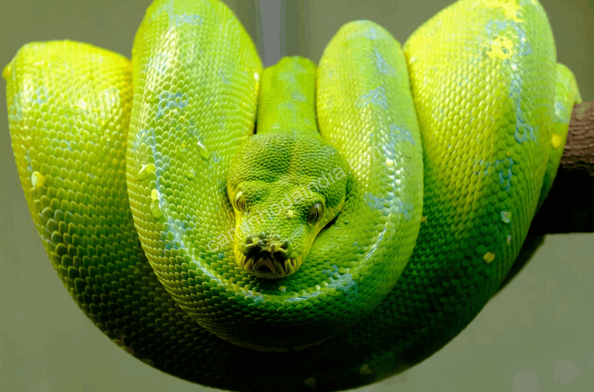 Víbora-verde indiana camuflada entre folhas, uma das serpentes mais venenosas da Índia