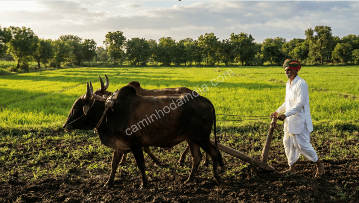 Agricultor arando o campo com seus bois na Índia, método tradicional de cultivo
