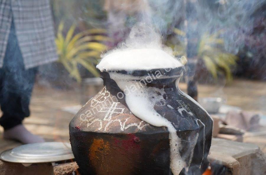 celebracao-pongal-tamil-nadu Festival de Pongal sendo celebrado em Tamil Nadu, com oferendas, fogueiras e tradições culturais