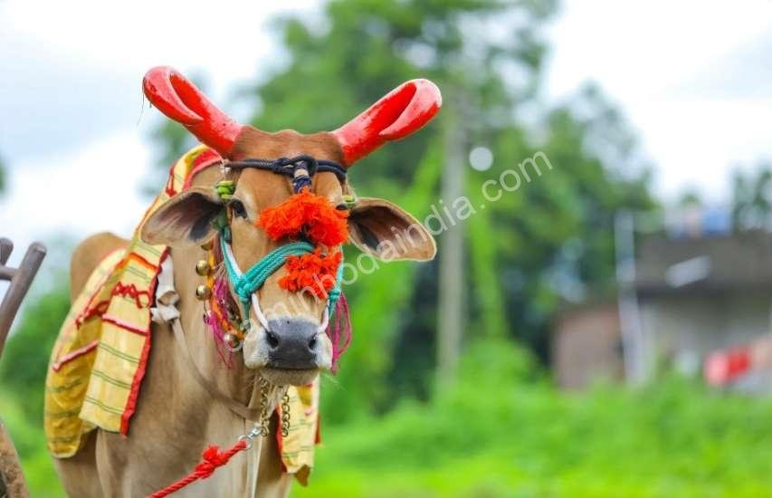 vaca-decorada-festival-india Vaca enfeitada para celebração tradicional na Índia, simbolizando devoção e espiritualidade.