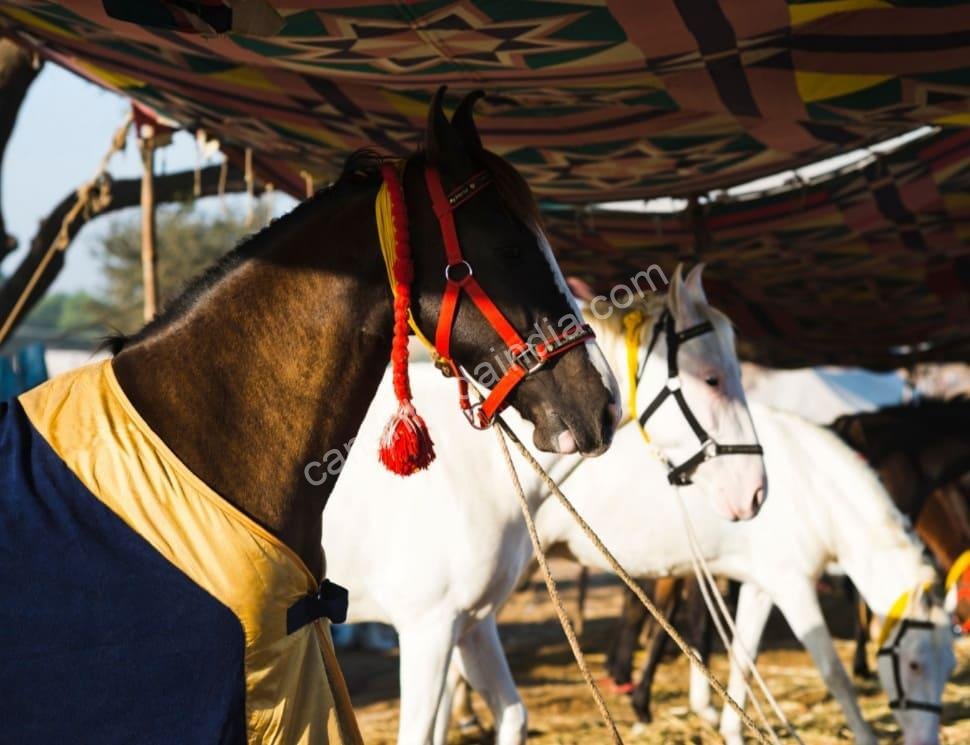 cavalos-em-tenda-temporaria-pushkar Cavalos abrigados em tendas temporárias no famoso Festival de Pushkar, uma celebração vibrante da cultura equestre de Rajasthan