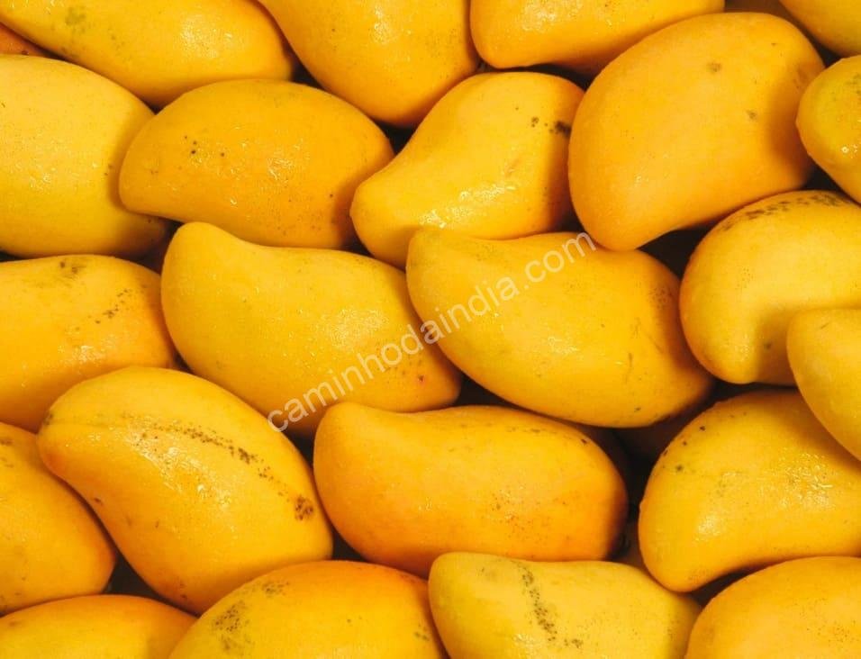 mangas-maduras-para-preparar-aamras Mangas maduras e suculentas dispostas em uma cesta, prontas para serem usadas no preparo do aamras tradicional