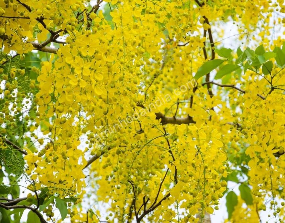 flor-konna-em-arvore-durante-vishu A bela flor Konna, símbolo de prosperidade, floresce nas árvores marcando a chegada do festival Vishu em Kerala